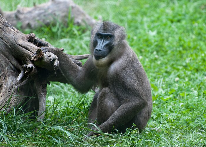 Columbus Zoo Greeting Card featuring the photograph Baboon by Monte Stevens