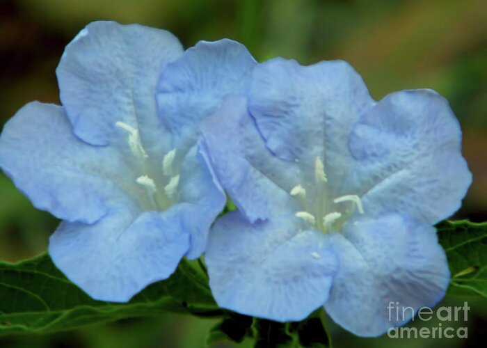 Wild Petunia Greeting Card featuring the photograph Baby Blues by D Hackett