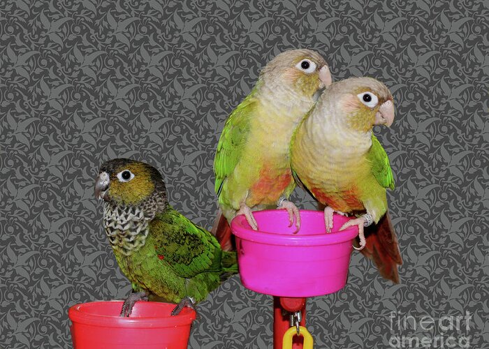 Animal Greeting Card featuring the photograph Baby Conure Trio by Smilin Eyes Treasures