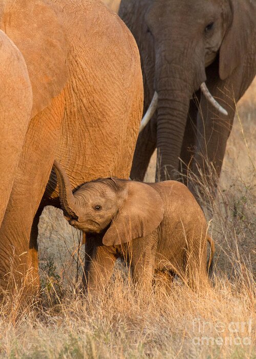 African Elephant Greeting Card featuring the photograph Baby Elephant 2 by Chris Scroggins