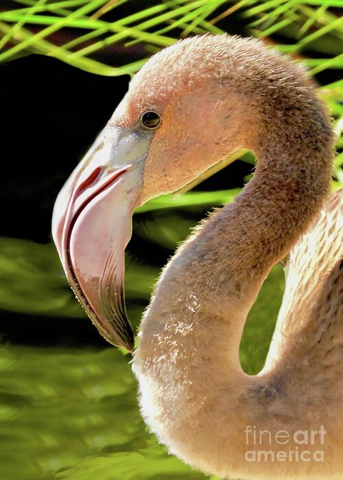 Flamingo Greeting Card featuring the photograph Baby Flamingo Profile by Beth Myer Photography