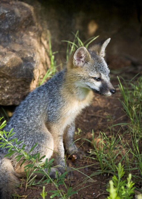 Baby Gray Fox Greeting Card featuring the photograph Baby Gray Fox Resting on Bluff Side by Michael Dougherty