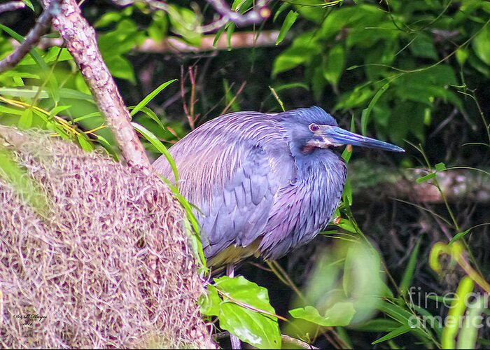 Nature Greeting Card featuring the photograph Baby Great Blue Heron - Ardea Herodias by DB Hayes