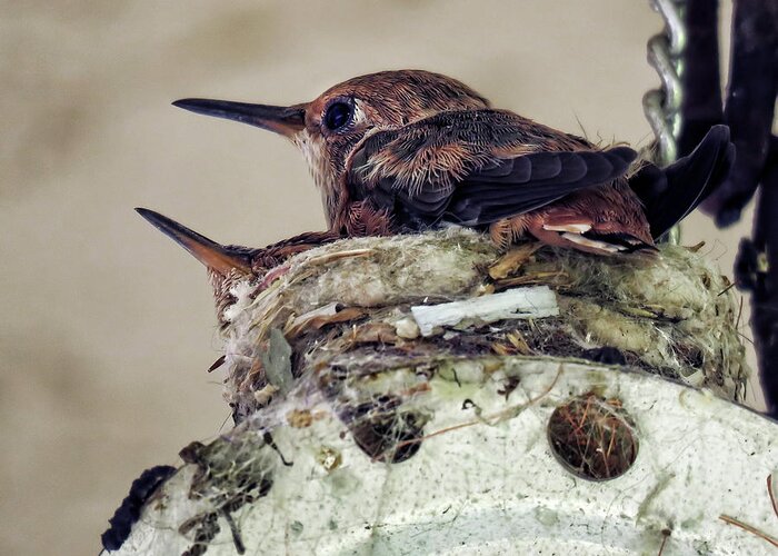 Hummingbirds Greeting Card featuring the photograph Baby Hummers by Helaine Cummins
