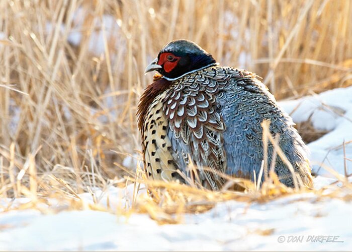 Pheasant Greeting Card featuring the photograph Baby It Is Cold by Don Durfee