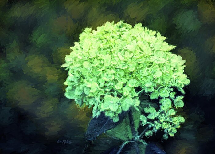 Baby Lime Hydrangea Greeting Card featuring the photograph Baby Lime Hydrangea by Sandi OReilly