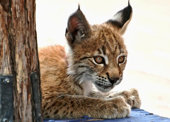Lynx Greeting Card featuring the photograph Baby Lynx by Amy McDaniel