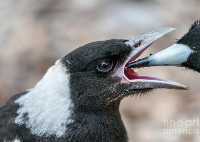 Magpie Greeting Card featuring the photograph Baby Magpie 2 by Werner Padarin