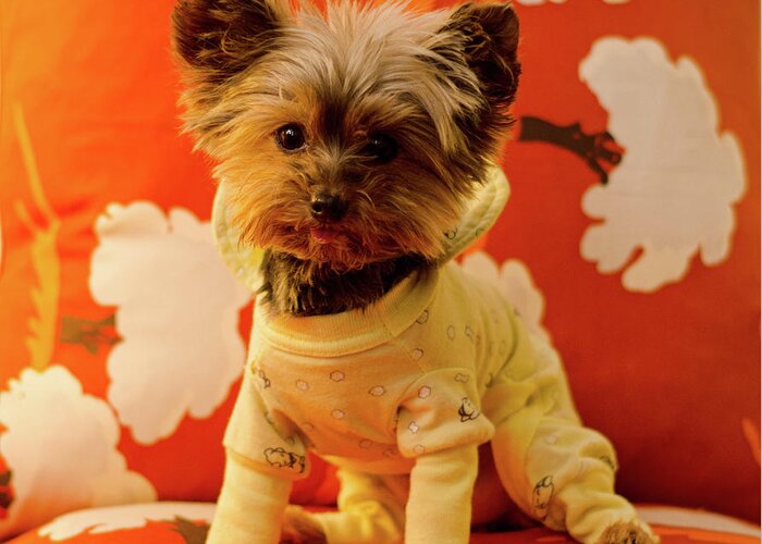 T-cup Yorkie Terrier Photograph Greeting Card featuring the photograph Baby Mel in PJs by Irina ArchAngelSkaya