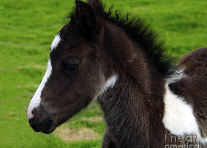 Horse Photography Greeting Card featuring the photograph Baby by Patricia Griffin Brett