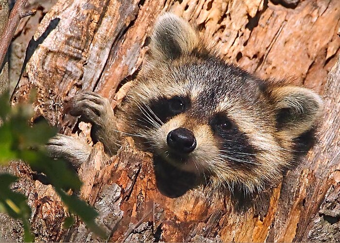 Raccoon Greeting Card featuring the photograph Baby Raccoon by William Jobes