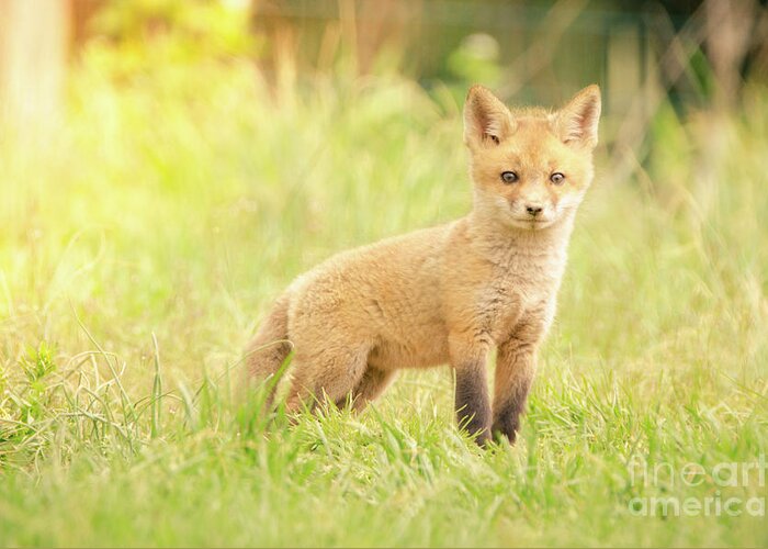 baby fox for sale near me