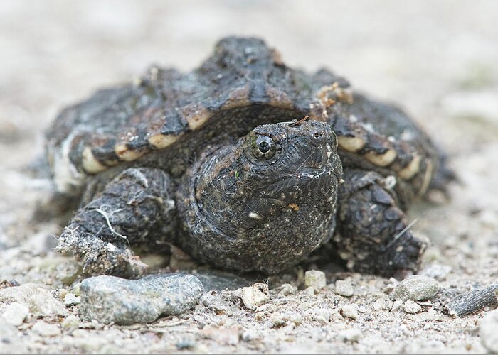 Snapping Turtle Greeting Card featuring the photograph Baby Snapper by Jim Zablotny