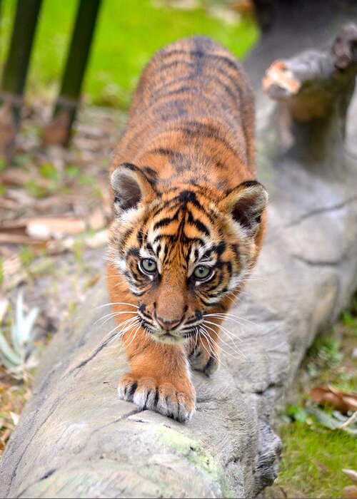 Florida Greeting Card featuring the photograph Baby Sumatran Tiger Cub by Richard Bryce and Family