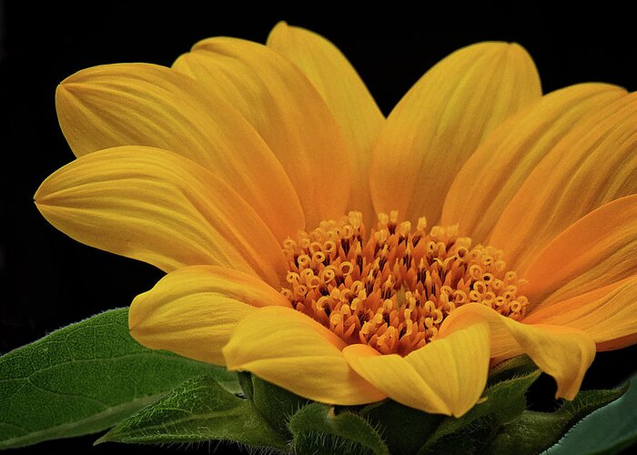 Sunflower Print Greeting Card featuring the photograph Baby Sunflower by Gwen Gibson