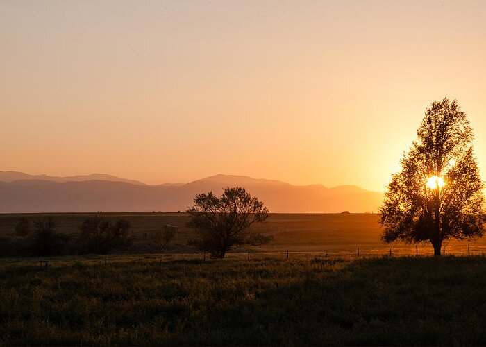 Colorado Greeting Card featuring the photograph Back lit Tree at Sunset by Monte Stevens