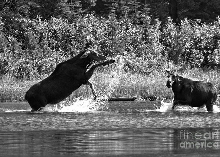 Moose Greeting Card featuring the photograph Back Off Lady Black And White by Adam Jewell