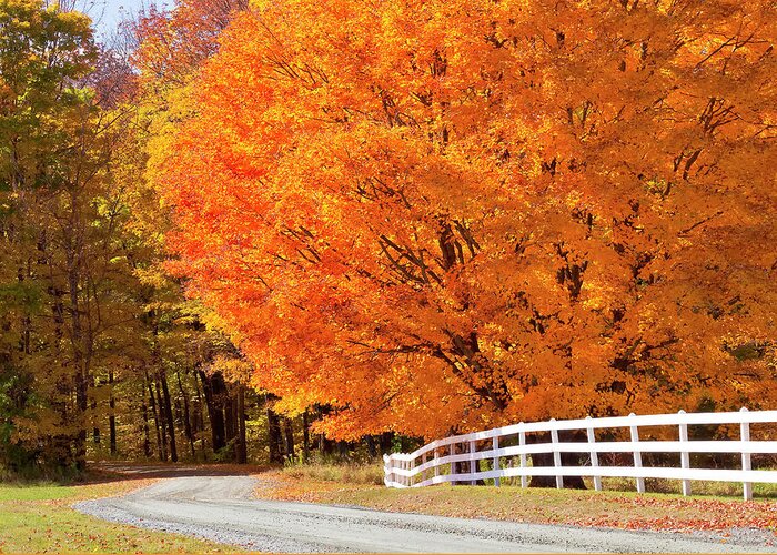 Autumn Greeting Card featuring the photograph Back Road Autumn Maples by Alan L Graham