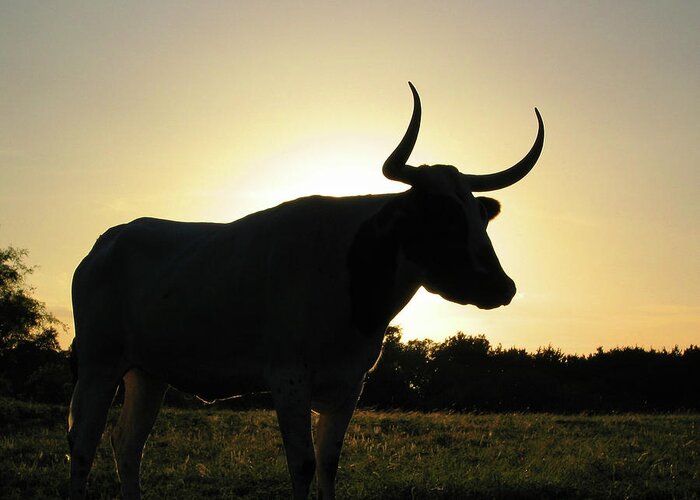 Backlit Greeting Card featuring the photograph Backlit Longhorn by Ted Keller