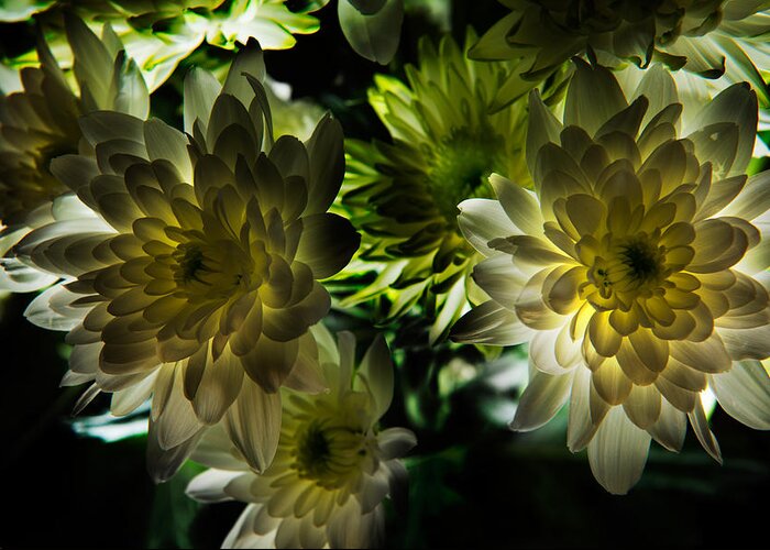 Bloom Greeting Card featuring the photograph Backlit White Dahlia by Dennis Dame