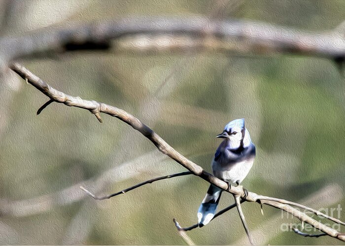 Blue Jay Greeting Card featuring the digital art Backyard Blue Jay Oil by Ed Taylor