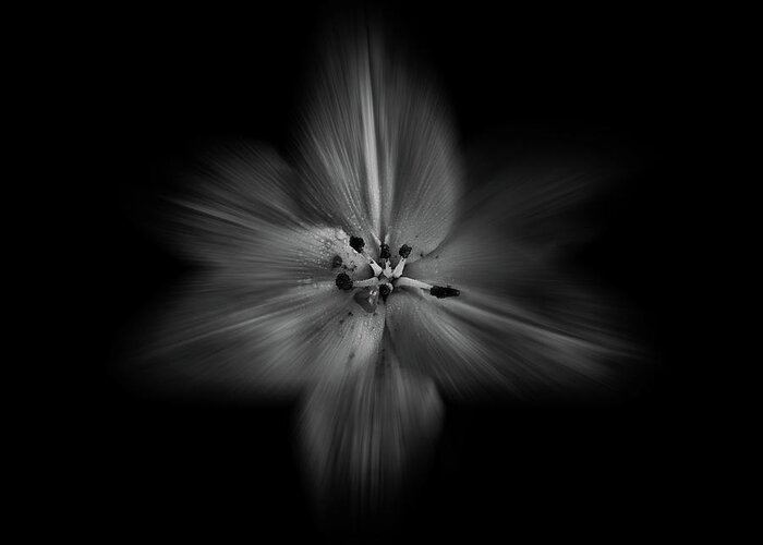 Abstract Greeting Card featuring the photograph Backyard Flowers In Black And White 28 Flow Version by Brian Carson