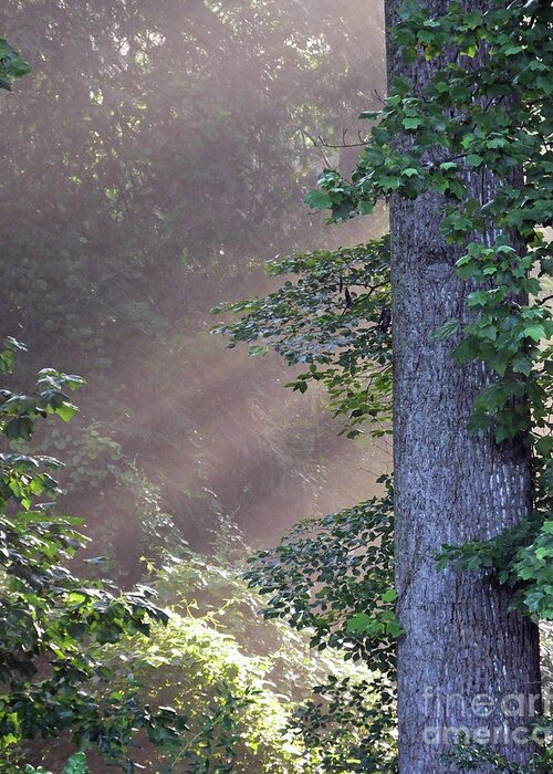 Tree Greeting Card featuring the photograph Backyard Forest Atlanta by Lizi Beard-Ward