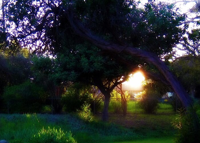 Tree Greeting Card featuring the photograph Backyard Light by Amanda Eberly