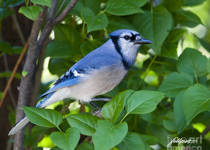 Blue Jay Greeting Card featuring the photograph Backyard Visitor by Bon and Jim Fillpot