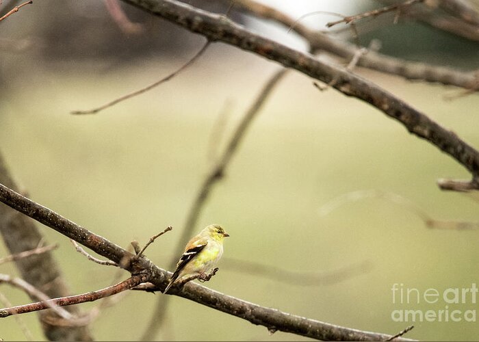 White-eyed Vireo Greeting Card featuring the photograph Backyard Yellow by Ed Taylor