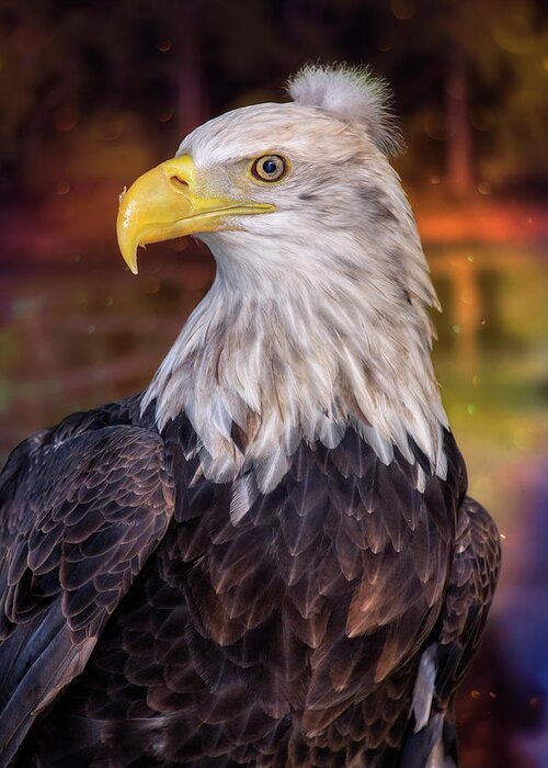 Bald Eagle Greeting Card featuring the photograph Bad Hair Day Bald Eagle by Bill and Linda Tiepelman