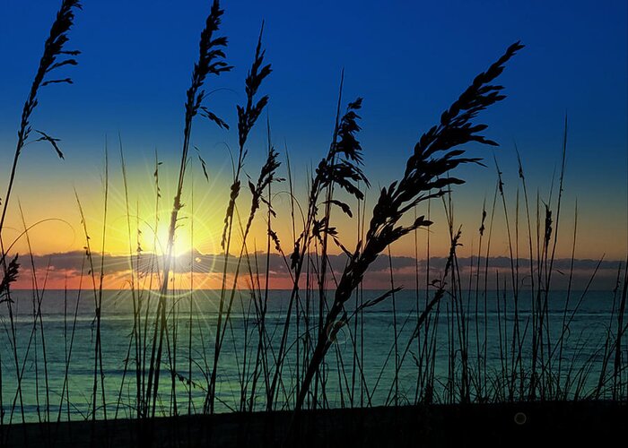 Florida Greeting Card featuring the photograph Bad Sea Oats by Robert Francis