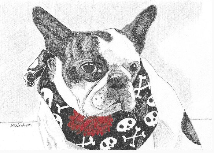 Boston Terrier Greeting Card featuring the drawing Bad to the Bone by Arlene Crafton