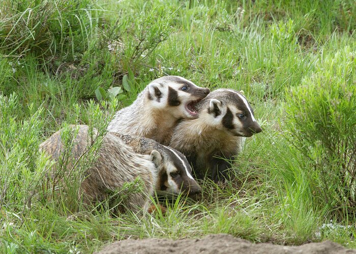 Mark Miller Photos Greeting Card featuring the photograph Badger Family by Mark Miller