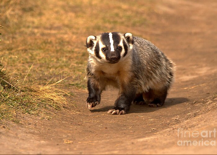 Badger Greeting Card featuring the photograph Badger On The Trail by Adam Jewell