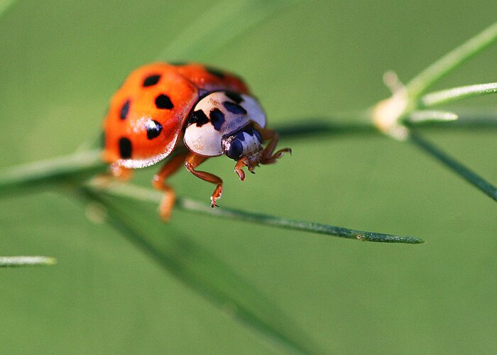 Ladybug Insect Bug Greeting Card featuring the photograph Balancing Act by William Selander