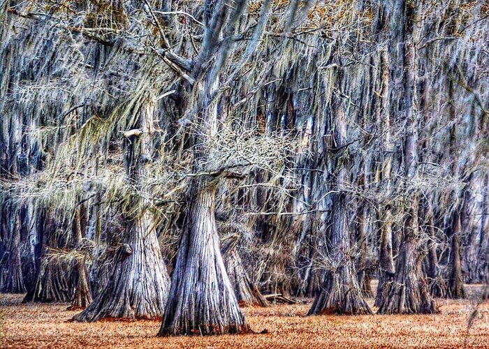 Caddo Lake Greeting Card featuring the photograph Bald Cypress in Caddo Lake by Sumoflam Photography