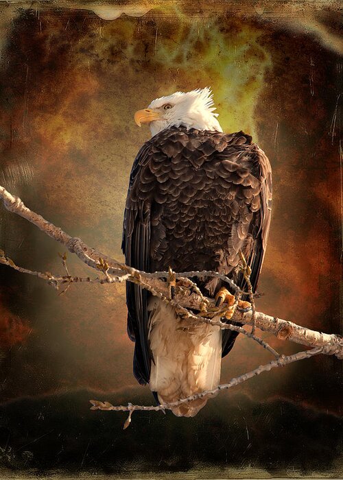 Art Greeting Card featuring the photograph Bald Eagle by Al Mueller