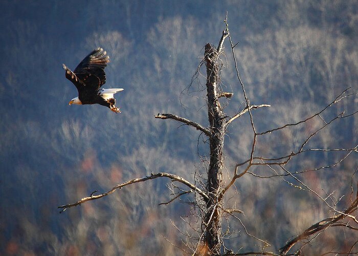 Bald Eagle Greeting Card featuring the photograph Bald Eagle at Boxley Mill Pond by Michael Dougherty