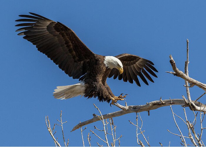 Bald Eagle Greeting Card featuring the photograph Bald Eagle at Touch Down by Tony Hake