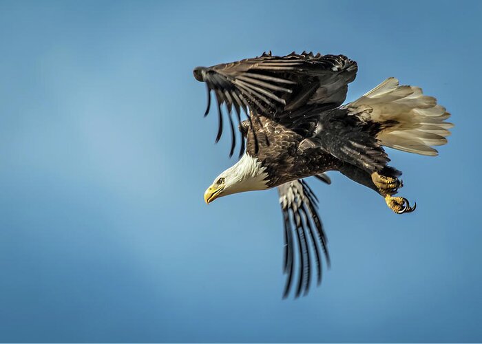 Bald Eagle Greeting Card featuring the photograph Bald Eagle Flight 1 by Dawn Key