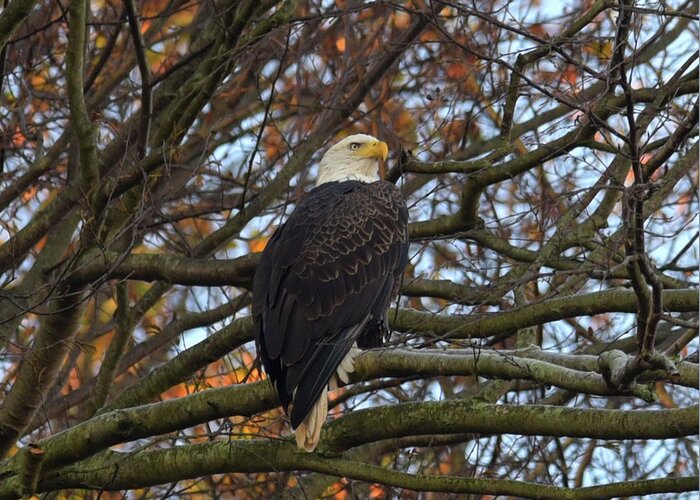 American Bald Eagle Greeting Card featuring the photograph Bald Eagle by Gregory Blank