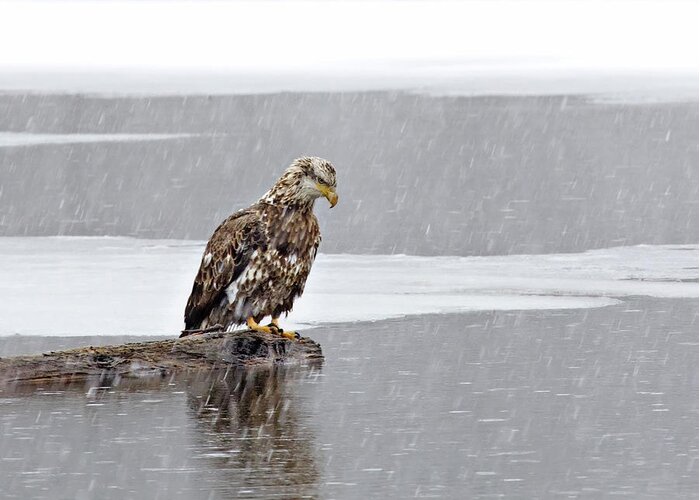 Bald Eagle Greeting Card featuring the photograph Bald Eagle in Snow Storm by John Vose