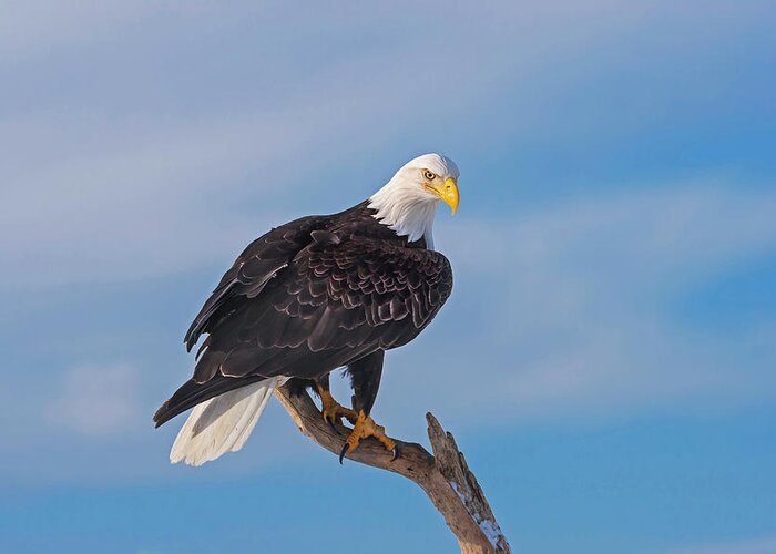 Bald Eagle Greeting Card featuring the photograph Bald Eagle Majesty by Mark Miller