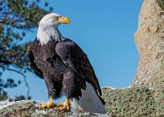 Bald Eagle Greeting Card featuring the photograph Bald Eagle on Moss Rock by Dawn Key