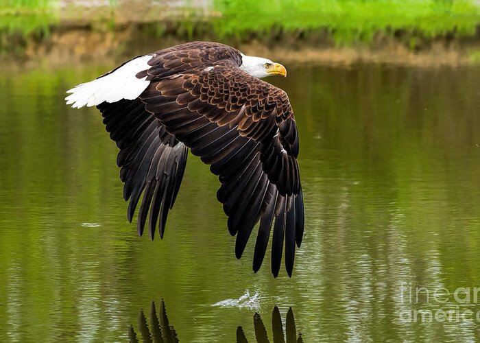 Birds Greeting Card featuring the photograph Bald eagle over a pond by Les Palenik