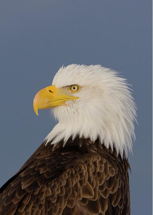 Eagles Greeting Card featuring the photograph Bald Eagle Portrait by Mark Miller