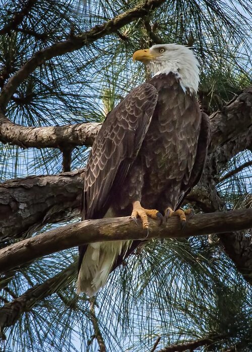 Eagle Greeting Card featuring the photograph Bald Eagle by Richard Goldman