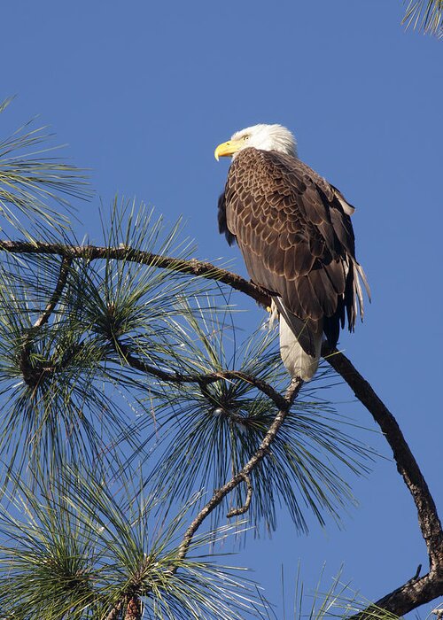 American Bald Eagle Greeting Card featuring the photograph Bald Eagle by Sally Weigand