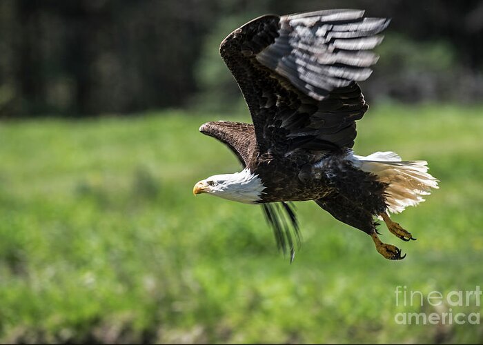 Bald Eagle Greeting Card featuring the photograph Bald Eagle-3372 by Steve Somerville